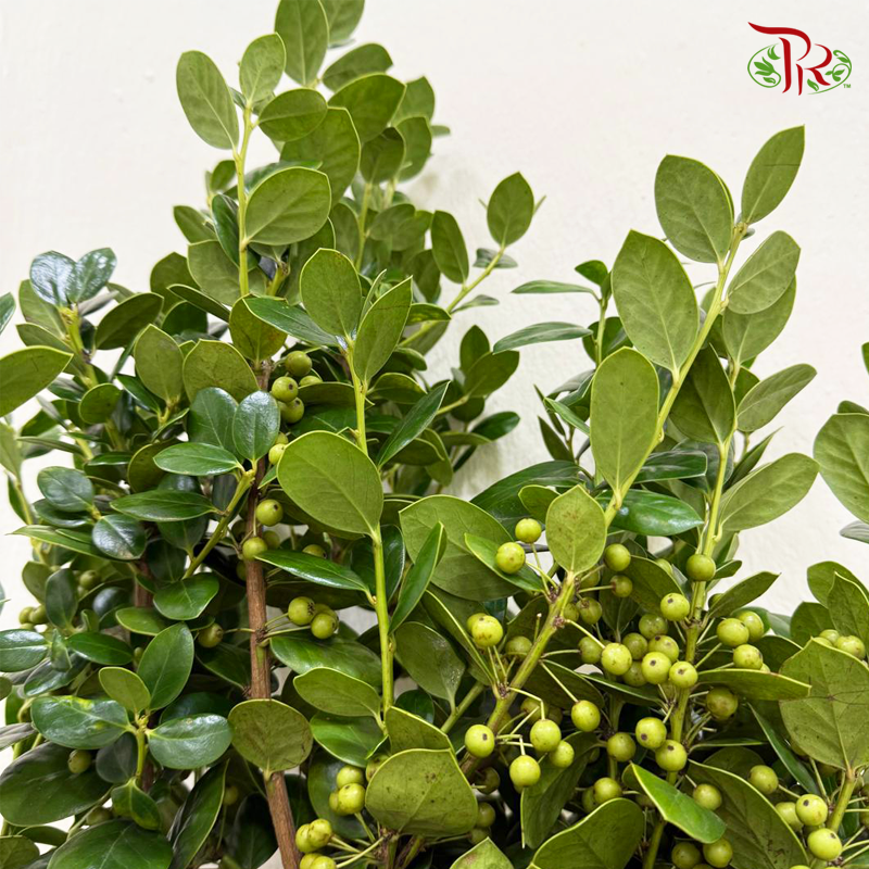 Ilex Green