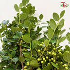 Ilex Green