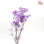 Preservative Baby Breath - Purple - Pudu Ria Florist