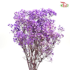 Preservative Baby Breath - Purple - Pudu Ria Florist