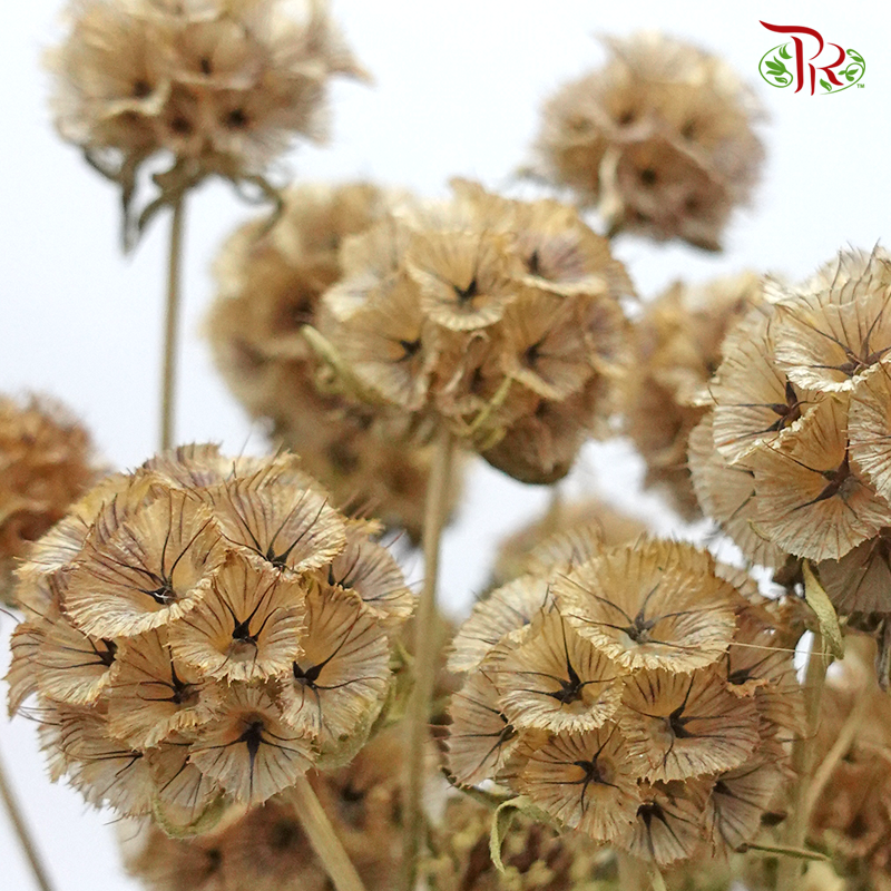 Preserved Scabiosa - Natural (Per Bunch) #10 - Pudu Ria Florist