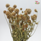 Preserved Scabiosa - Natural (Per Bunch) #10 - Pudu Ria Florist