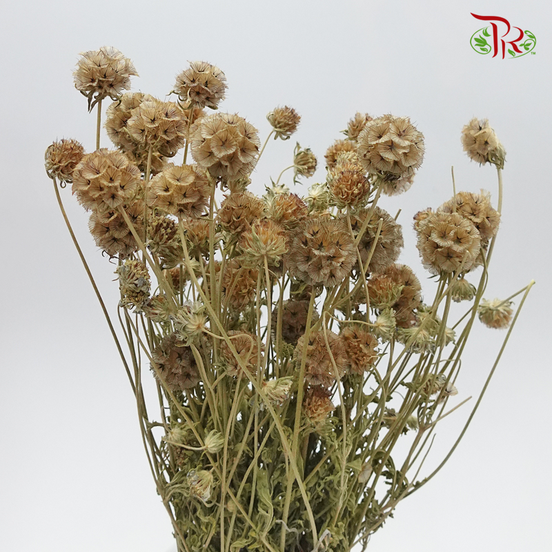 Preserved Scabiosa - Natural (Per Bunch) #10 - Pudu Ria Florist