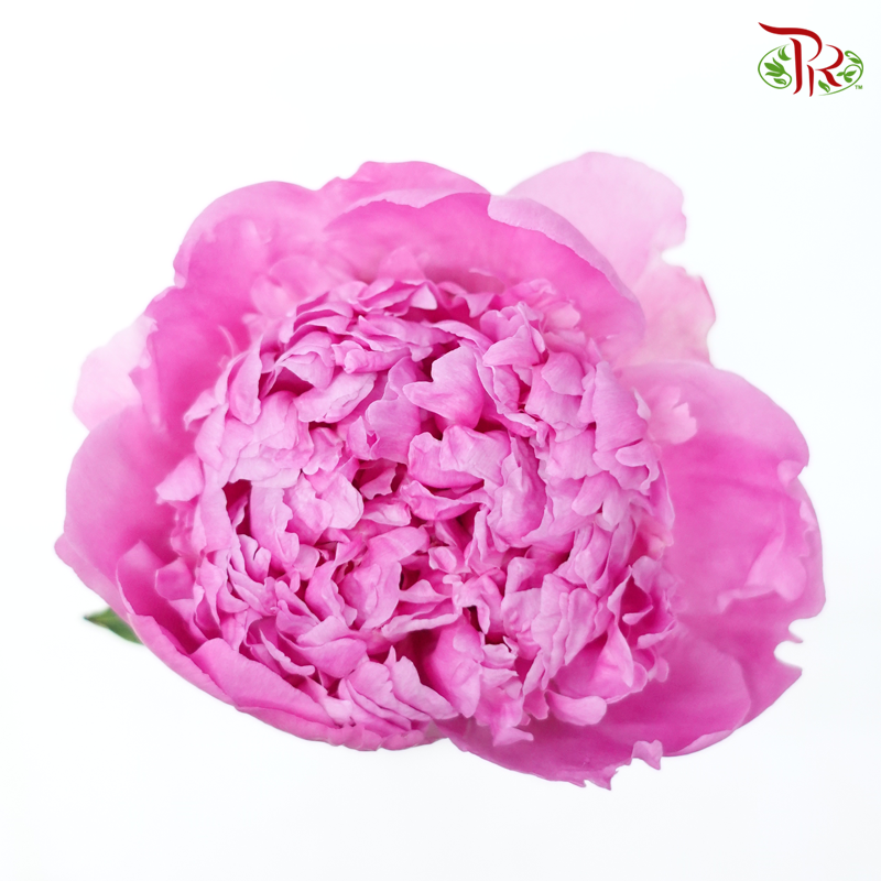 Peony 《牡丹》- Small / Medium Head