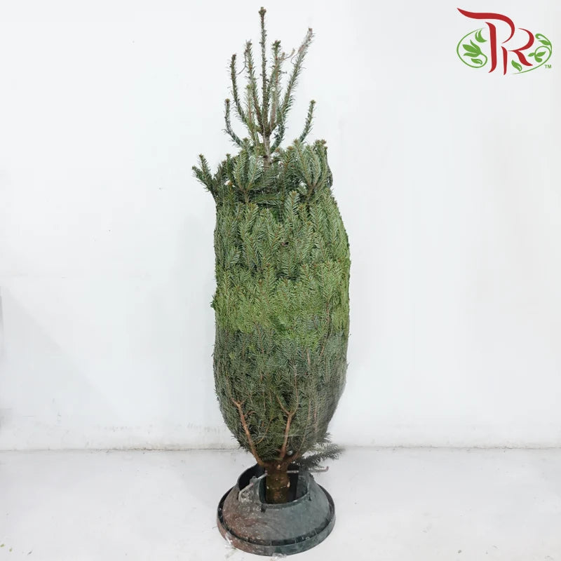 Fresh Christmas Tree