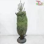Fresh Christmas Tree