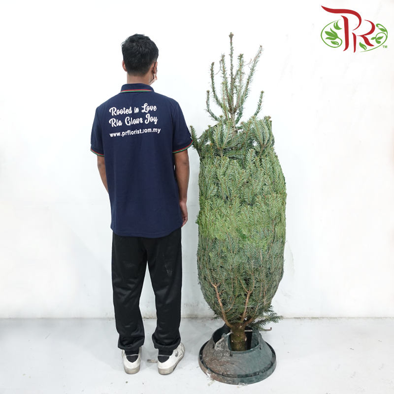 Fresh Christmas Tree