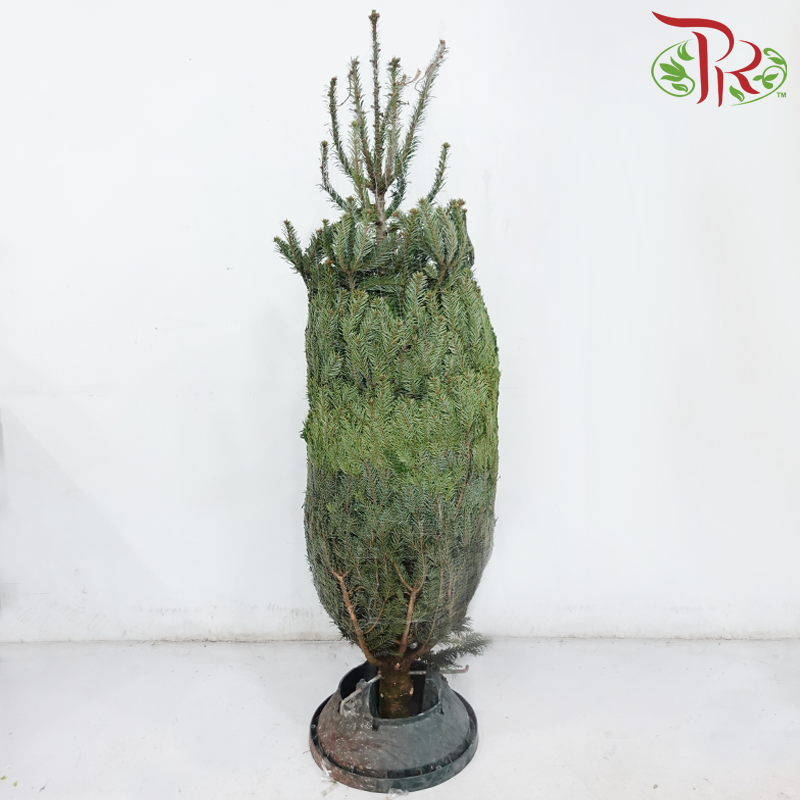 Fresh Christmas Tree