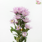 Chrysanthemum Pompom Symphony