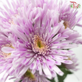 Chrysanthemum Pompom Symphony