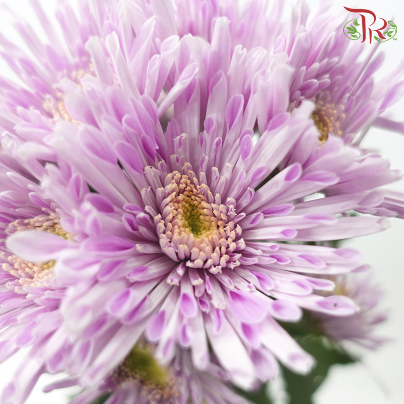 Chrysanthemum Pompom Symphony