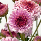 Chrysanthemum Pompom Button