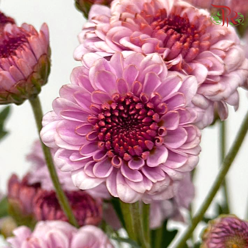 Chrysanthemum Pompom Button