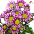 Chrysanthemum Pompom Santini