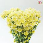 Chrysanthemum Pompom - Daisy Resq Chrysanthemum
