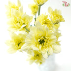 Chrysanthemum Pompom - Daisy Resq Chrysanthemum