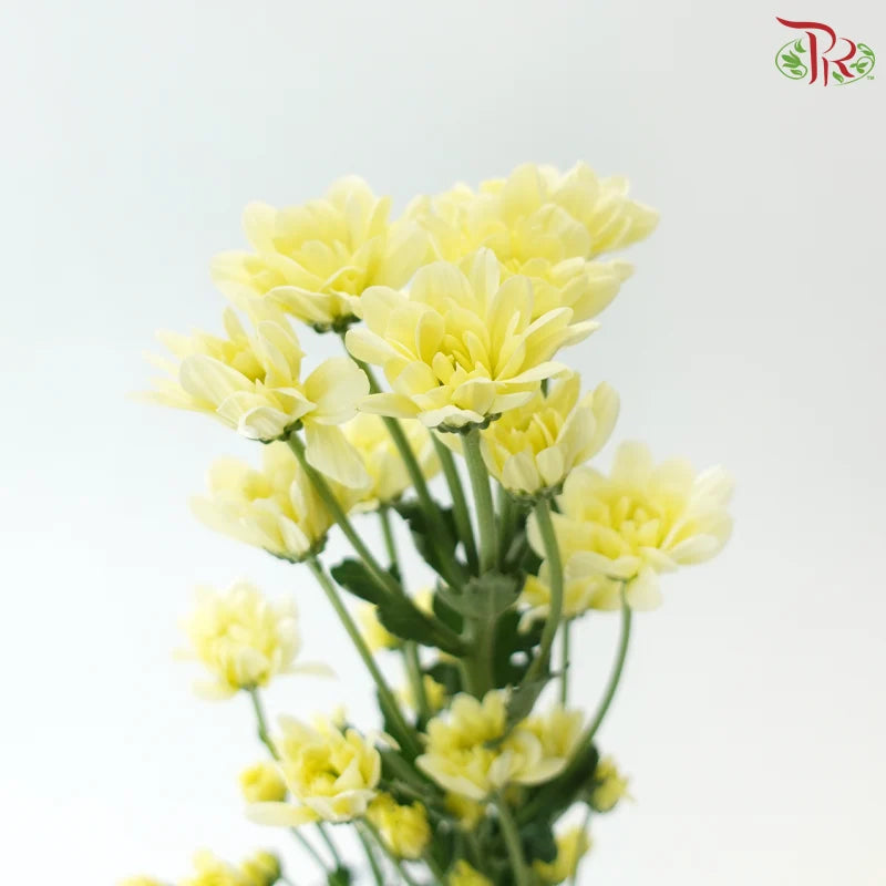 Chrysanthemum Pompom - Daisy Resq Chrysanthemum