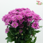 Chrysanthemum Pompom