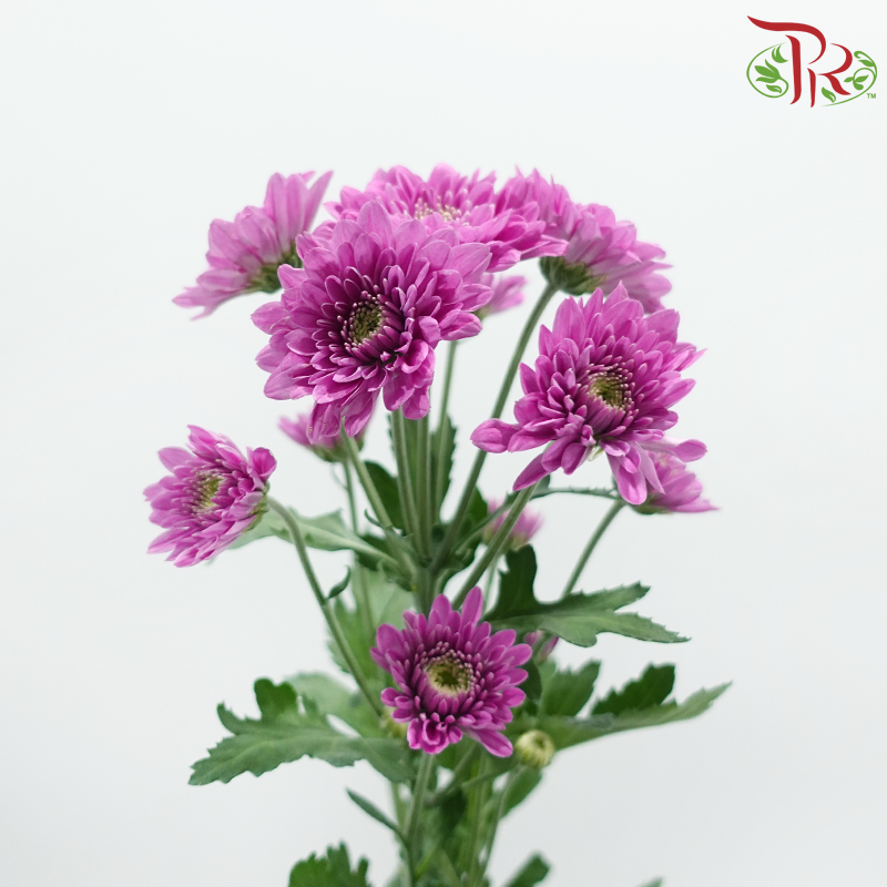 Chrysanthemum Pompom