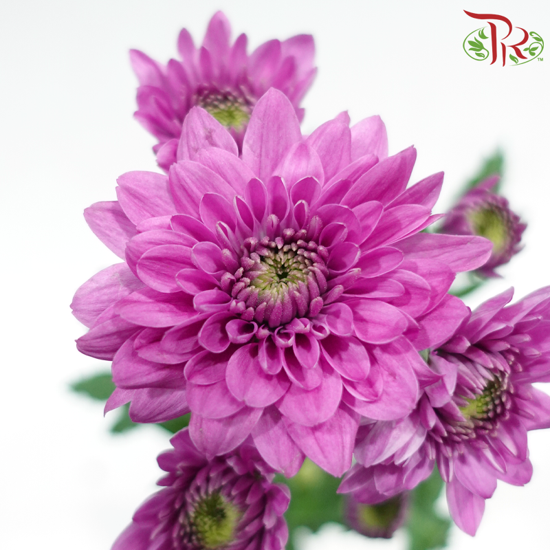 Chrysanthemum Pompom