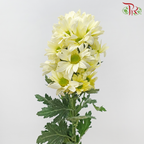 Chrysanthemum Pompom Daisy