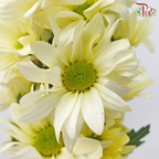Chrysanthemum Pompom Daisy