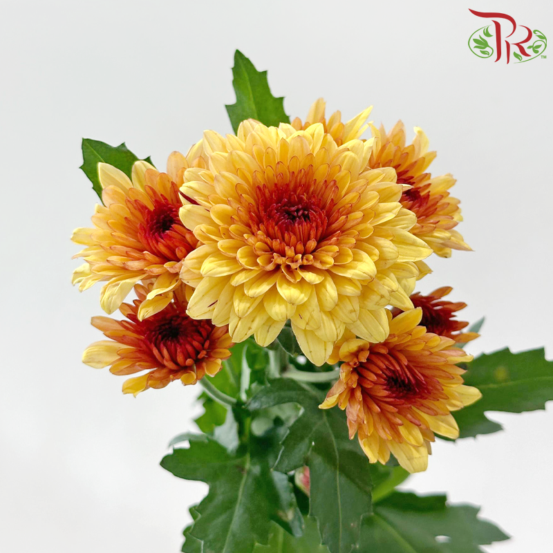 Chrysanthemum Pompom