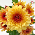 Chrysanthemum Pompom