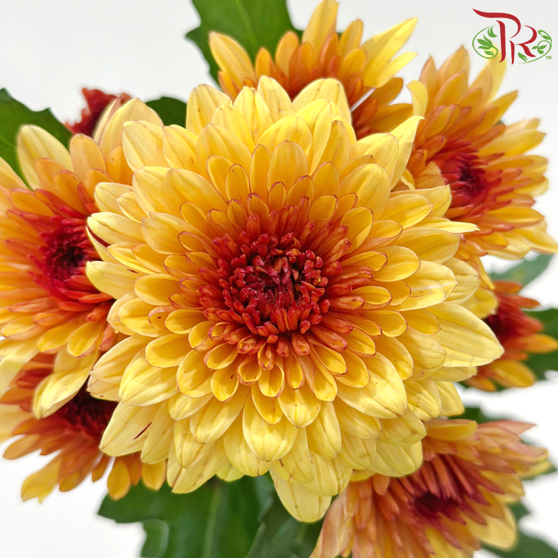 Chrysanthemum Pompom