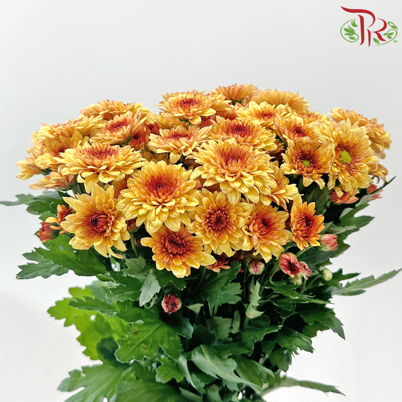Chrysanthemum Pompom