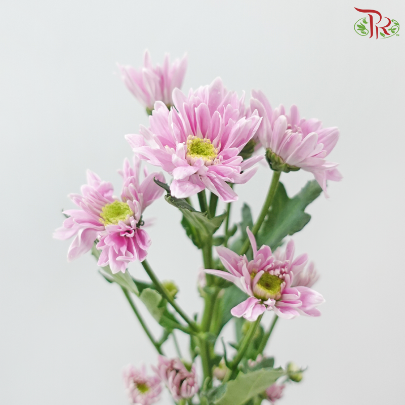 Chrysanthemum Pompom Daisy