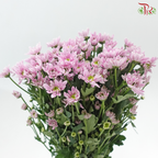 Chrysanthemum Pompom Daisy