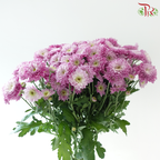 Chrysanthemum Pompom Baltica