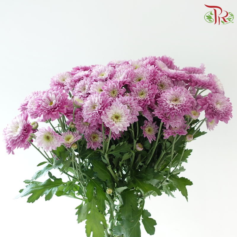 Chrysanthemum Pompom Baltica