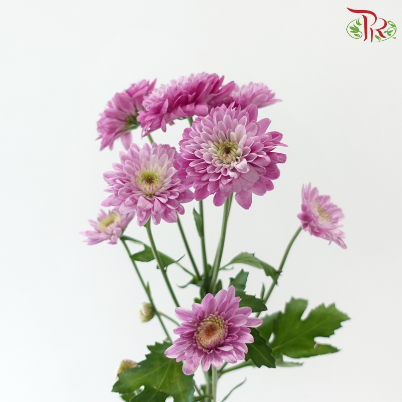 Chrysanthemum Pompom Baltica