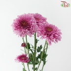 Chrysanthemum Pompom