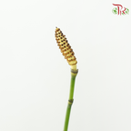 Chrysopogon Aciculatus