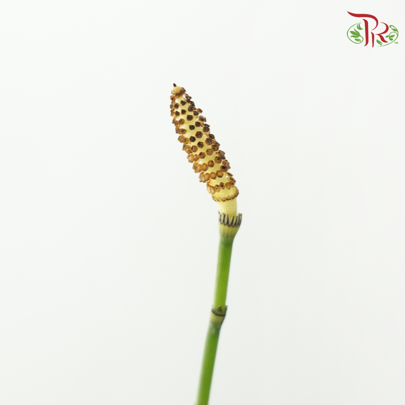 Chrysopogon Aciculatus