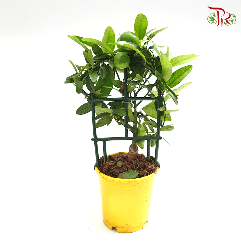 Citrofortunella Floridana 《青柠-金桔》 - Pudu Ria Florist