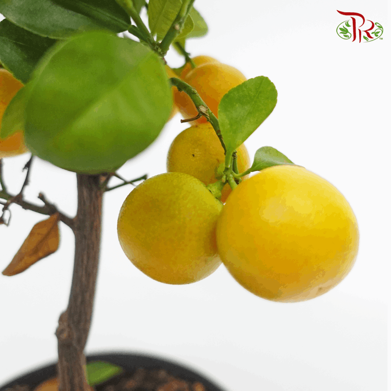 Citrus Mitis 《四季橘》