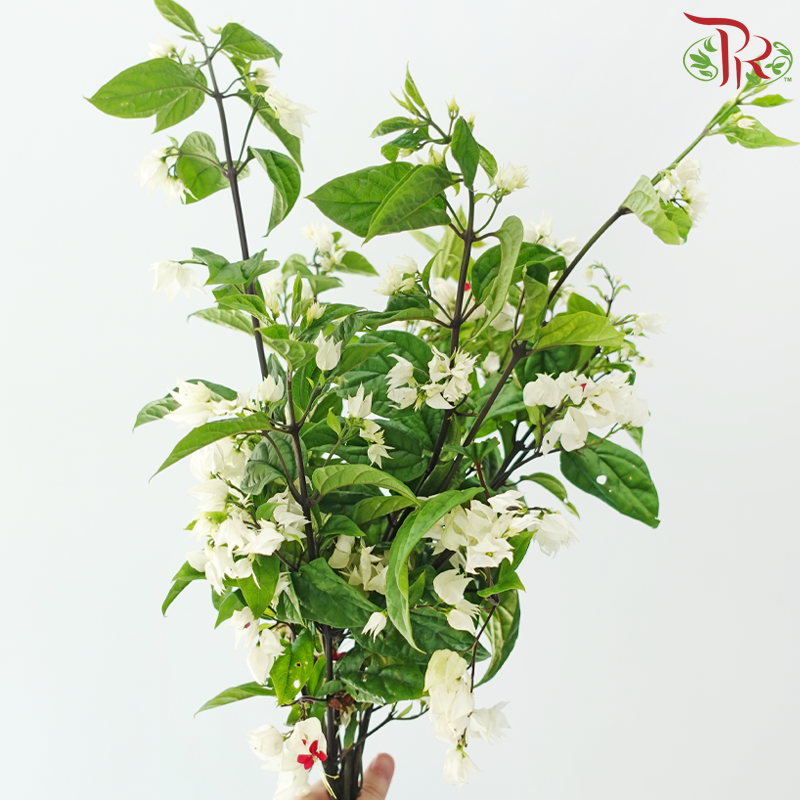Clerodendrum Thomsonae 龙吐珠 - White / Red (Per Bunch)