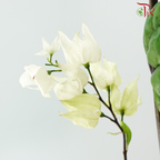 Clerodendrum Thomsonae 龙吐珠 - White / Red (Per Bunch)