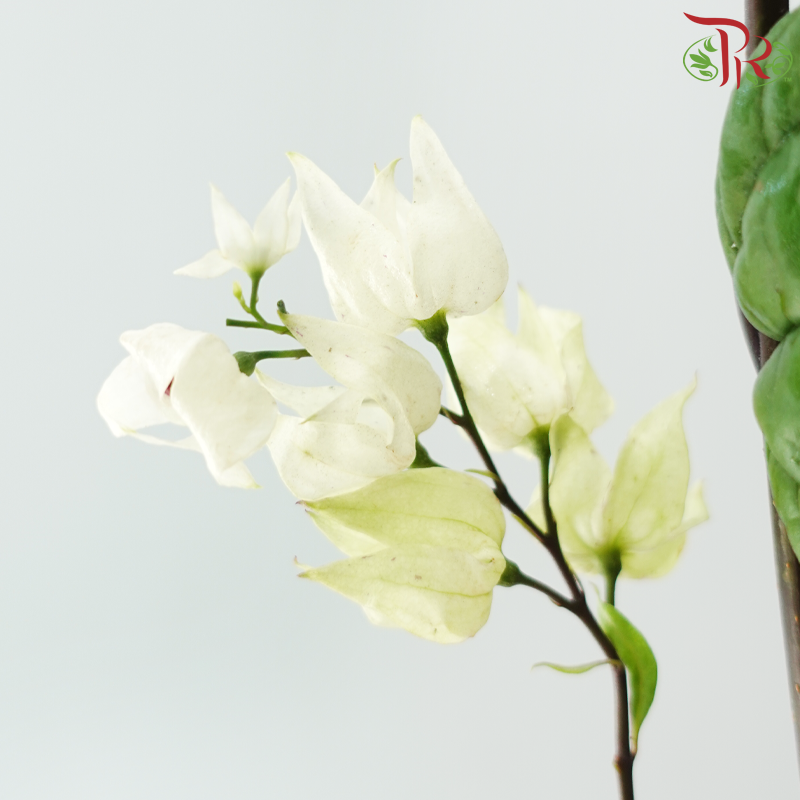 Clerodendrum Thomsonae 龙吐珠 - White / Red (Per Bunch)