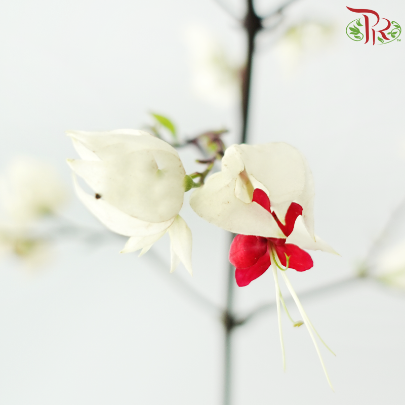 Clerodendrum Thomsonae 龙吐珠 - White / Red (Per Bunch)
