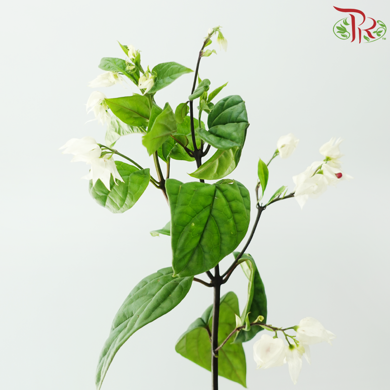 Clerodendrum Thomsonae 龙吐珠 - White / Red (Per Bunch)