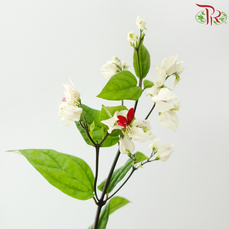 Clerodendrum Thomsonae 龙吐珠 - White / Red (Per Bunch)