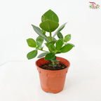 Clusia Rosea P150 J01《书带木》