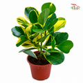 Clusia Rosea Variegated P150 (J01)《书带木》