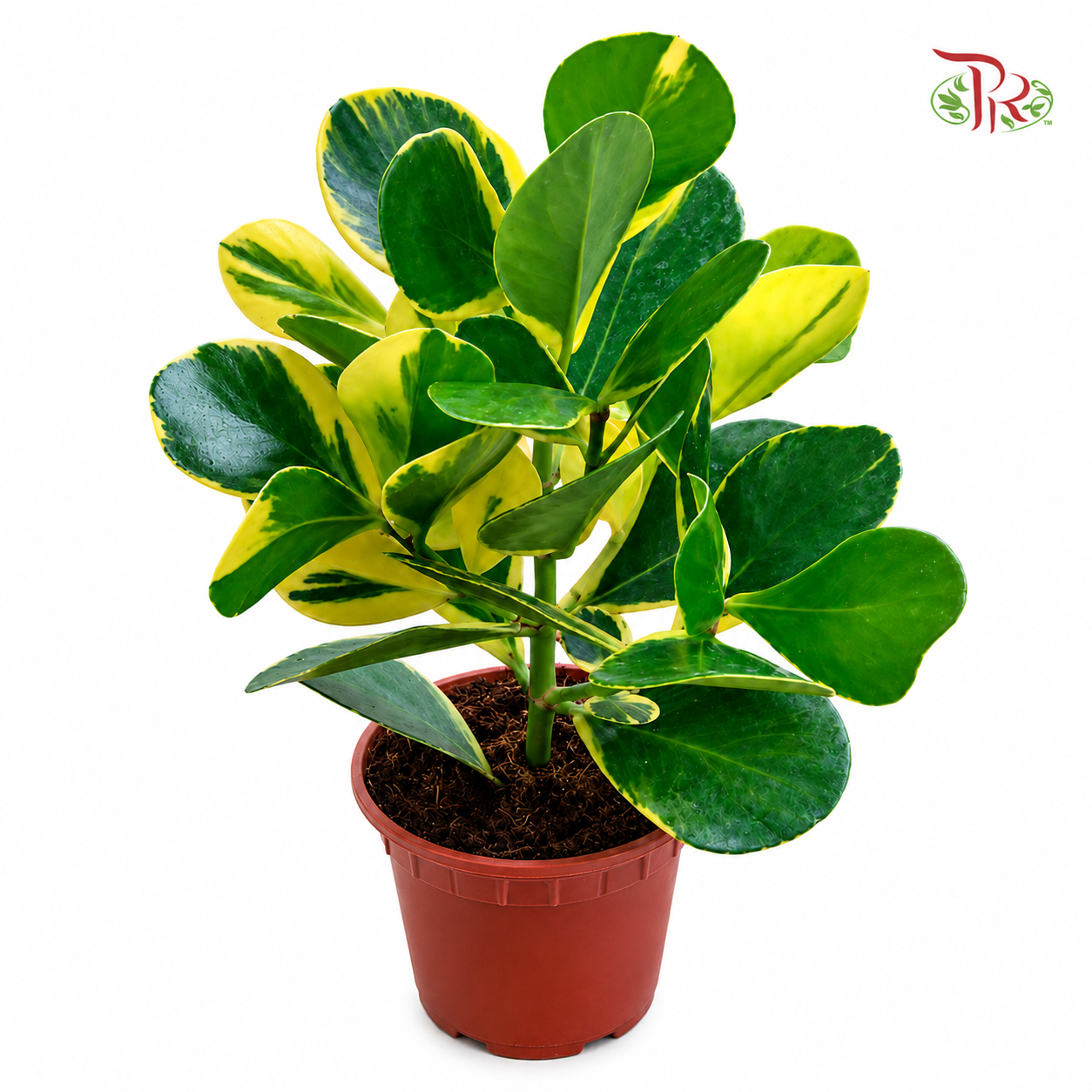 Clusia Rosea Variegated P150 (J01)《书带木》
