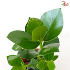 Clusia Rosea P150 J01《书带木》